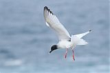 Swallow-tailed Gullborder=